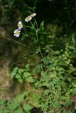 Pyrethrum parthenifolium. Цветущее растение. Республика Абхазия, г. Сухум. 22.08.2009.