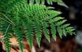 Athyrium filix-femina