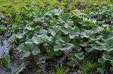 Petasites radiatus