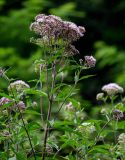 Eupatorium cannabinum