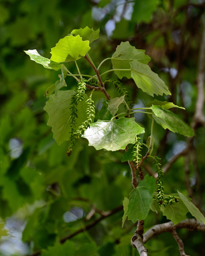 Изображение особи Populus tremula.