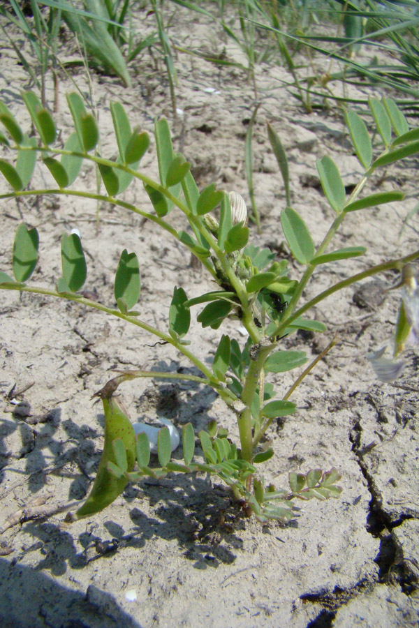 Изображение особи Astragalus guttatus.