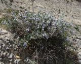 Teucrium fruticans. Цветущее растение на крутом каменистом склоне на вулканических почвах, образованных при спекании пепла с известняком. На заднем плане - стена форта Филиппа XVI в. Италия, Тоскана, Монте-Аржентарио. 12.04.2011.