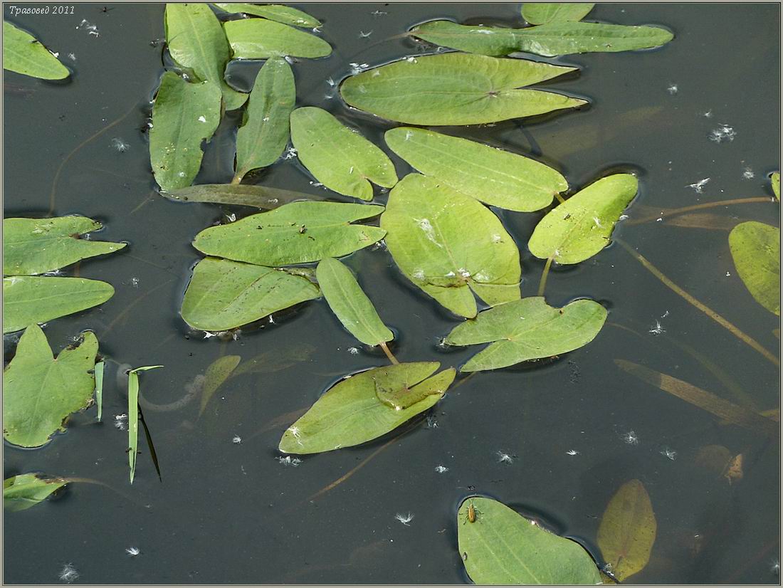 Изображение особи Sagittaria sagittifolia.