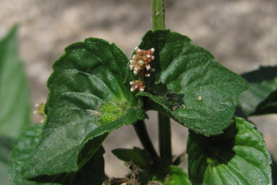 Изображение особи Acalypha australis.