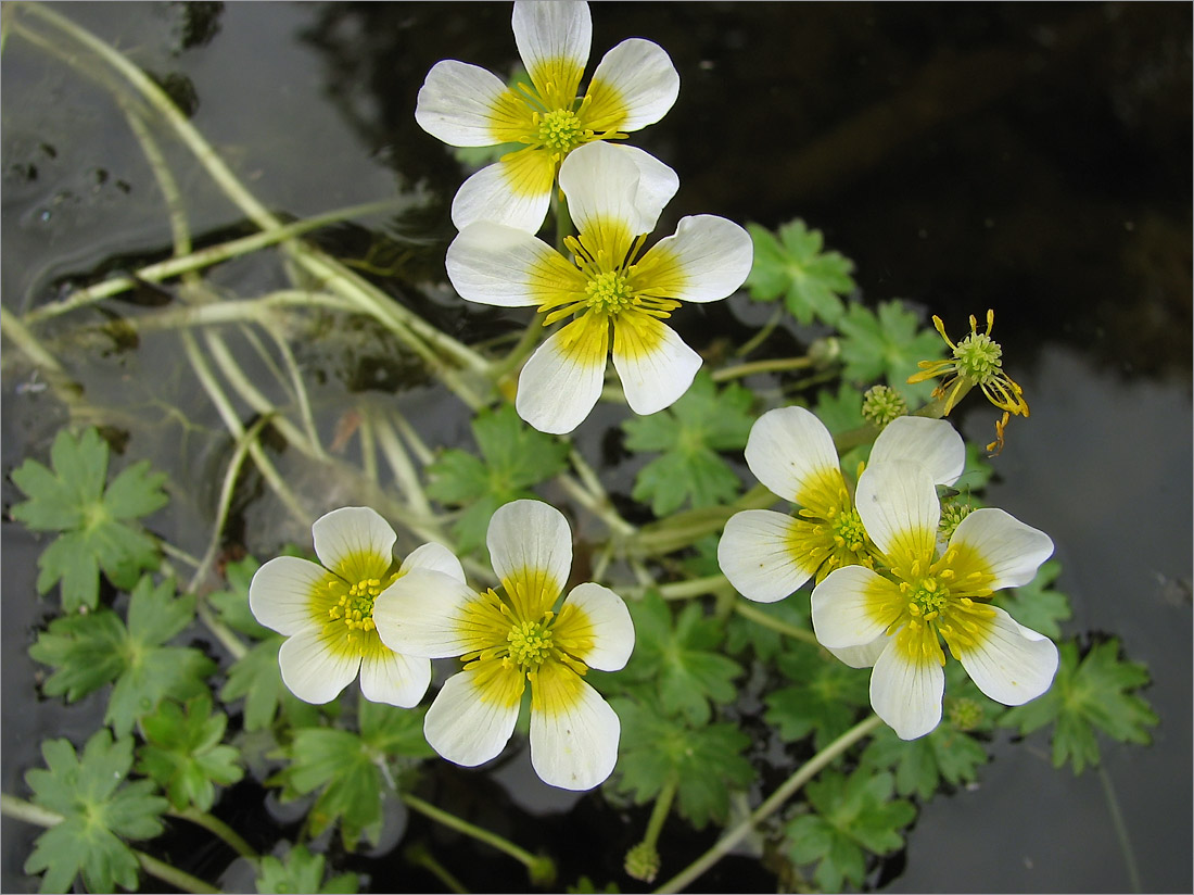 Изображение особи Ranunculus aquatilis.