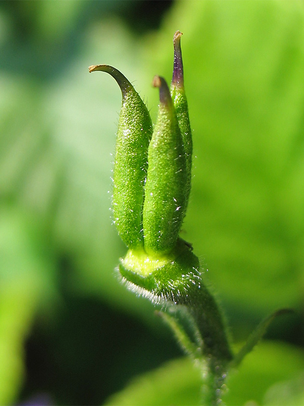 Изображение особи Aconitum degenii.