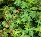 Geranium endressii