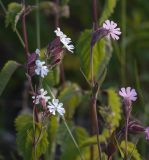 Melandrium dioicum