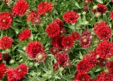 Gaillardia pulchella. Верхушки побегов с соцветиями. Германия, г. Krefeld, в ботаническом саду. 31.07.2012.