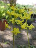 Epimedium colchicum