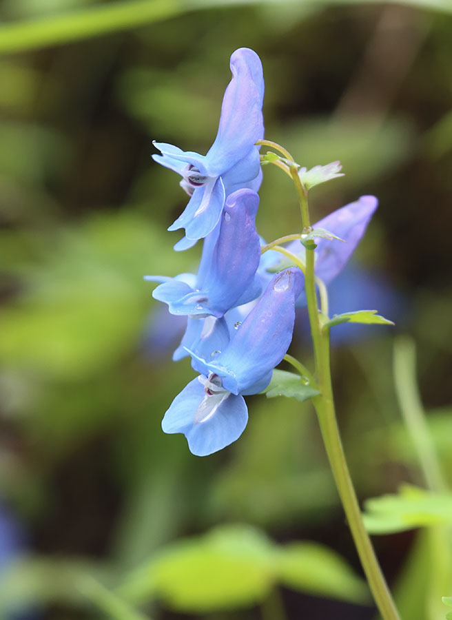 Изображение особи Corydalis ussuriensis.