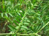 Vicia hirsuta