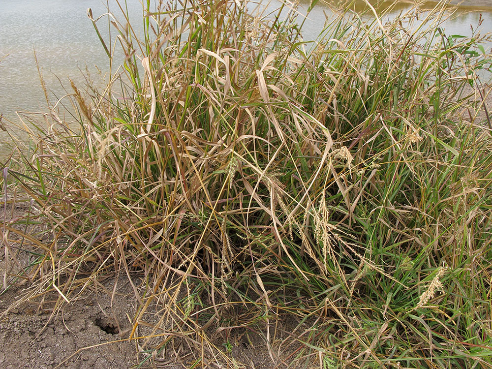 Изображение особи Echinochloa crus-galli.