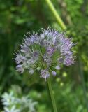 Allium macrostemon