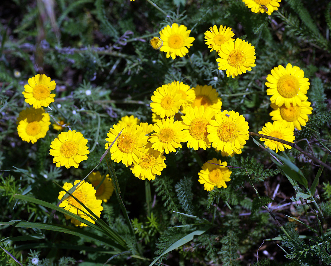 Изображение особи Anthemis tinctoria.