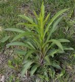 Digitalis lanata