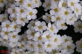 Spiraea lanceolata