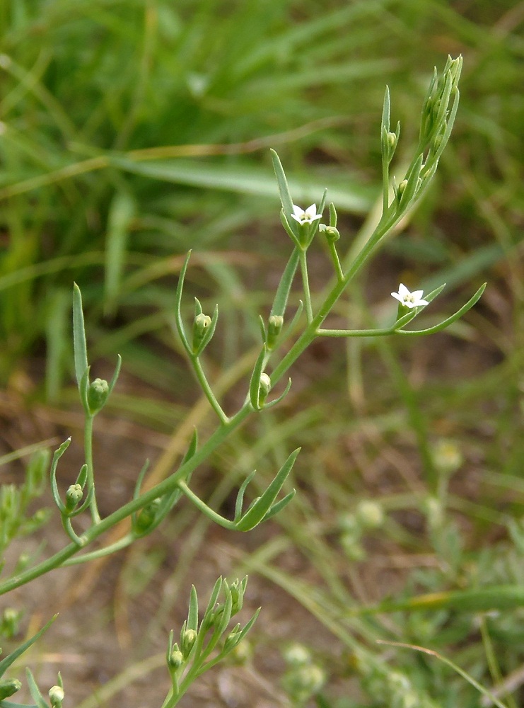 Изображение особи Thesium ramosum.