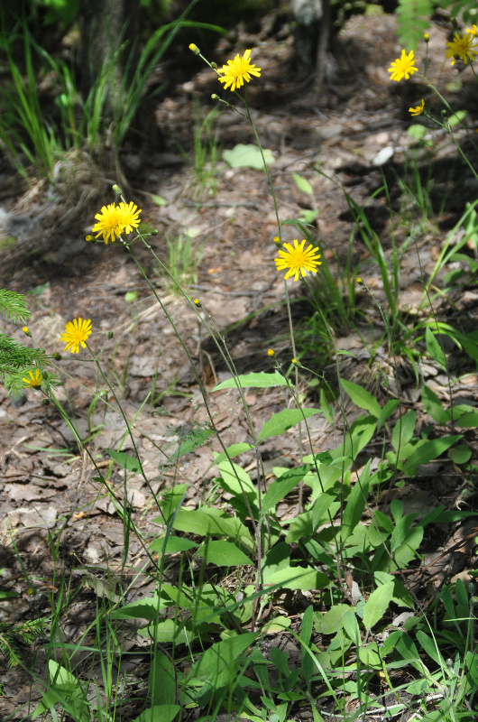 Изображение особи род Hieracium.