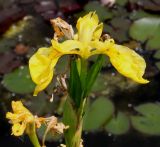 Iris pseudacorus. Цветок. Германия, г. Дюссельдорф, Ботанический сад университета. 02.06.2014.
