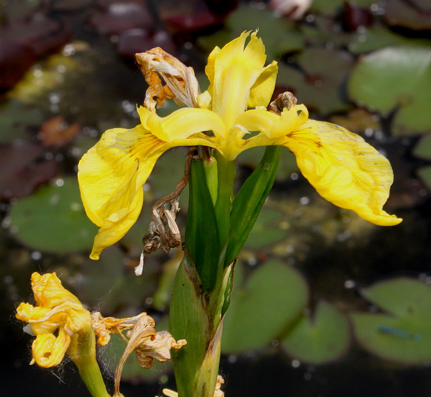 Изображение особи Iris pseudacorus.