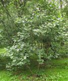 Sorbus colchica. Растение с незрелыми плодами. Москва, ГБС, в культуре. 02.07.2014.