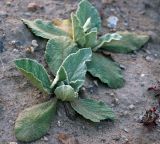 род Verbascum