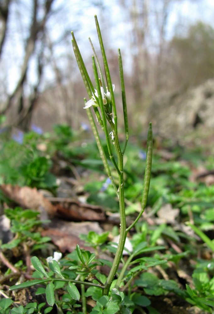 Изображение особи Cardamine hirsuta.