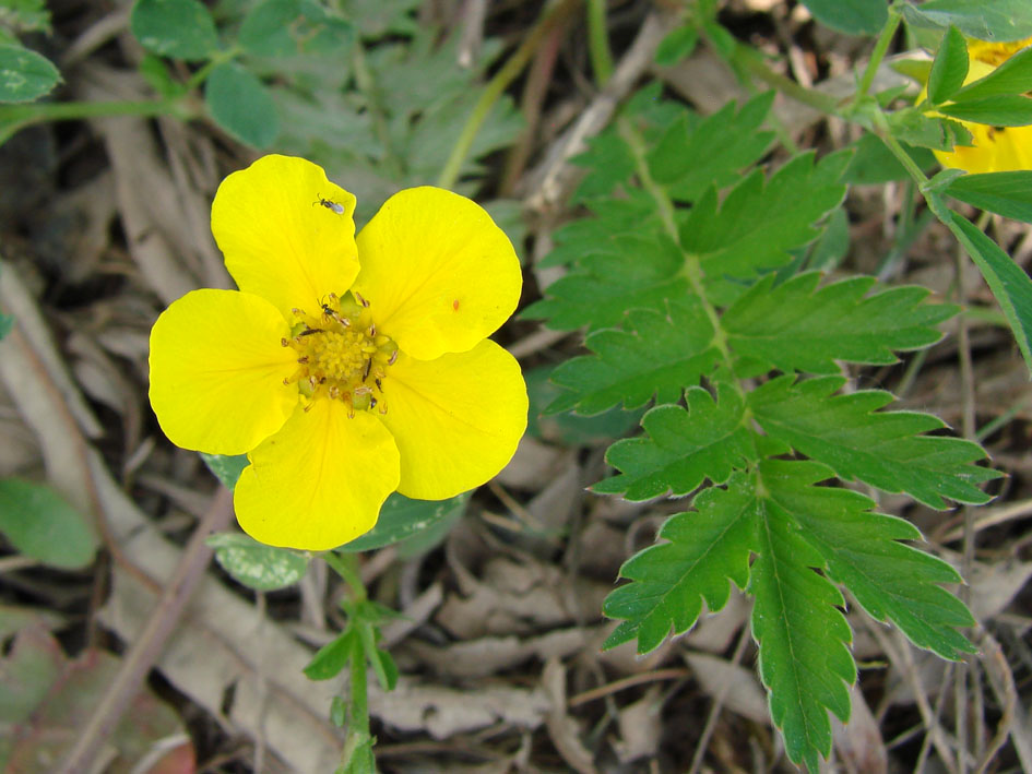 Image of Potentilla anserina specimen.