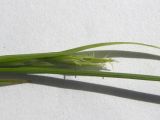 Carex michelii