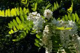 Robinia pseudoacacia