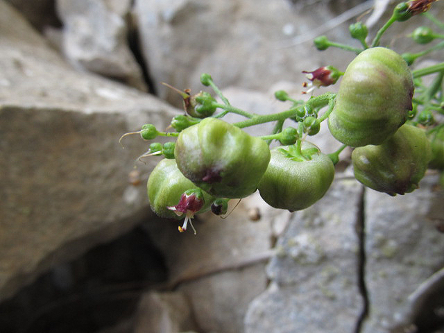 Изображение особи Scrophularia rupestris.