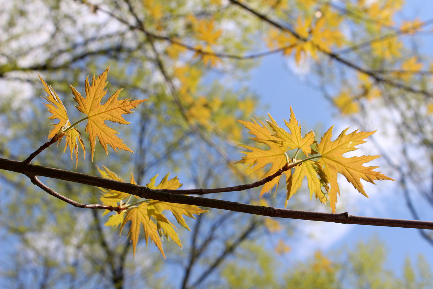 Image of Acer saccharinum specimen.