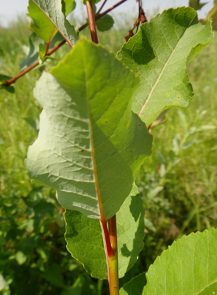 Изображение особи Salix pyrolifolia.