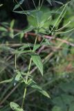 Epilobium adenocaulon