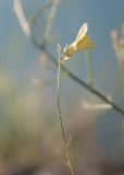 Linaria altaica