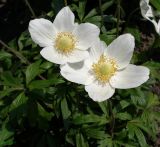 Anemone sylvestris