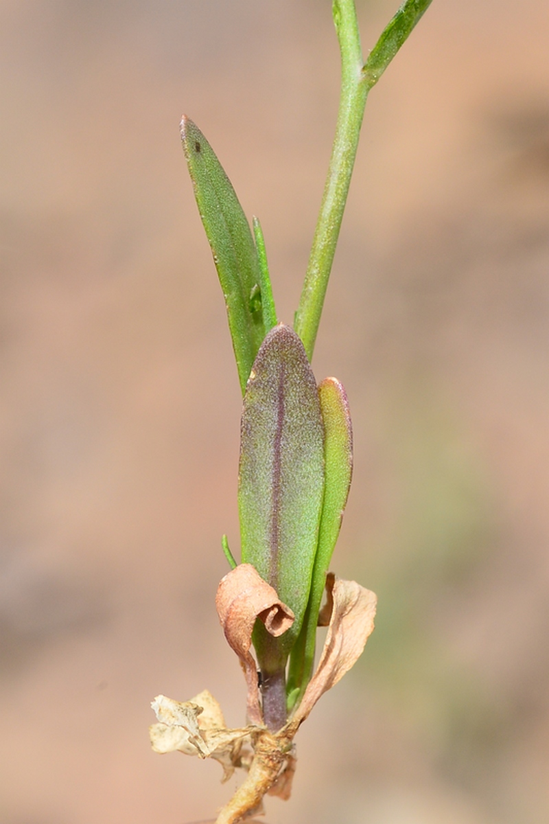 Изображение особи Goldbachia pendula.