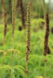 Veronicastrum sibiricum