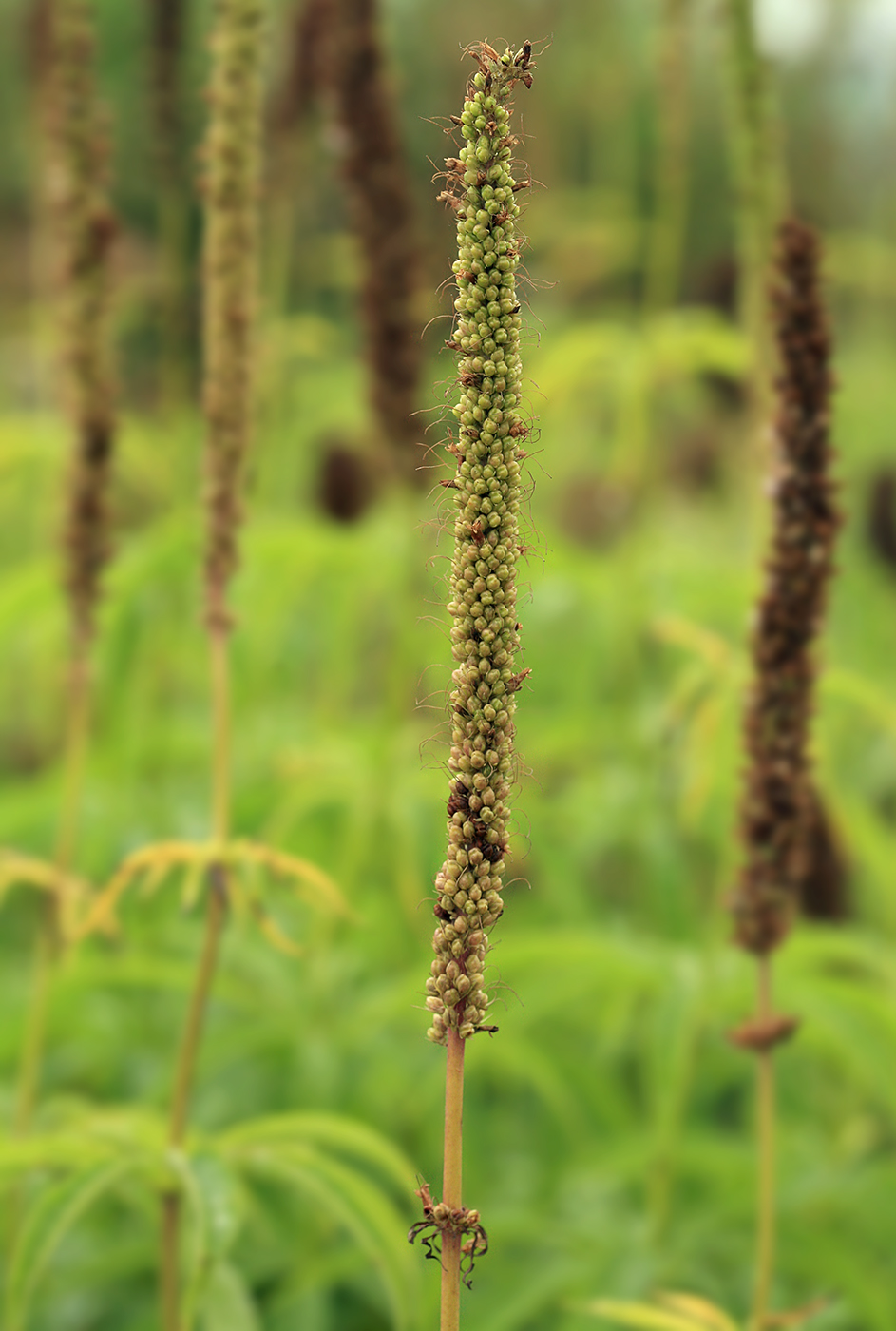 Изображение особи Veronicastrum sibiricum.