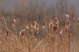 Typha laxmannii. Верхушки растений с соплодиями. Крым, Байдарская долина. 23.02.2017.