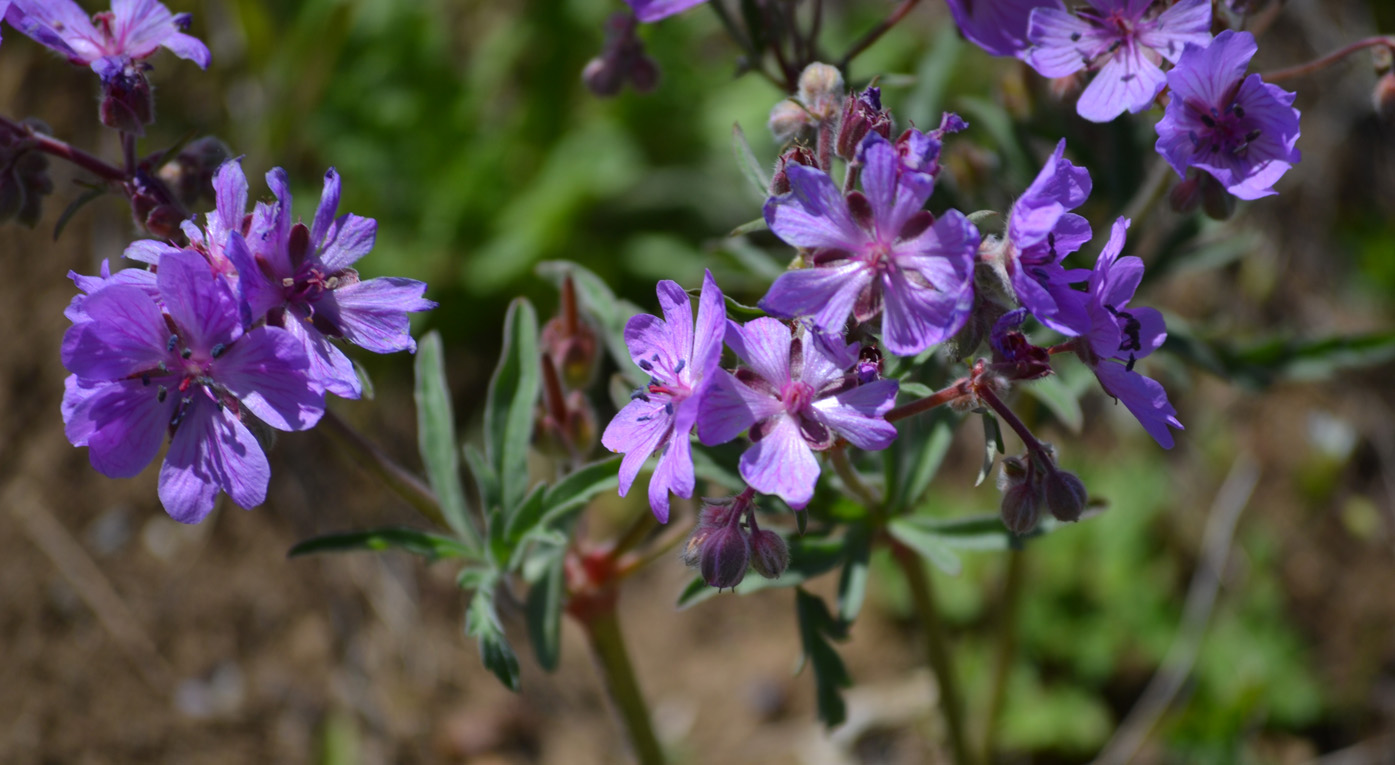 Изображение особи Geranium tuberosum.