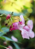 Impatiens glandulifera