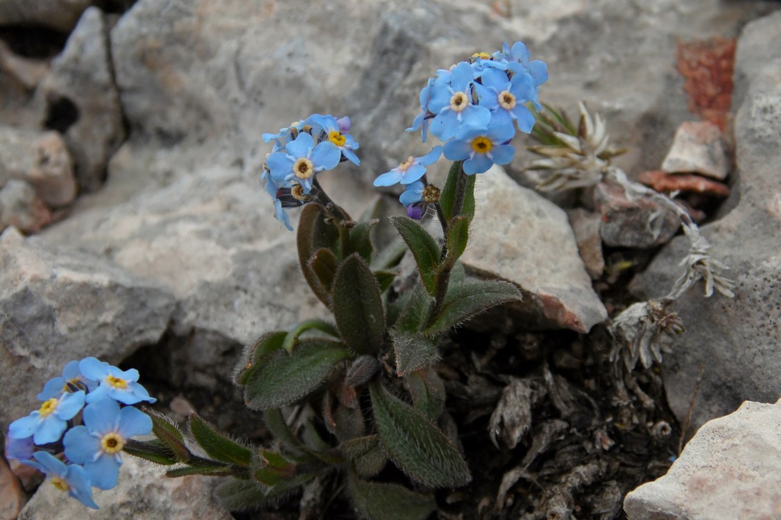 Изображение особи Myosotis alpestris.