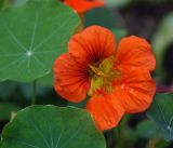 Tropaeolum majus