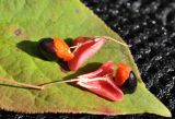 Euonymus pauciflorus