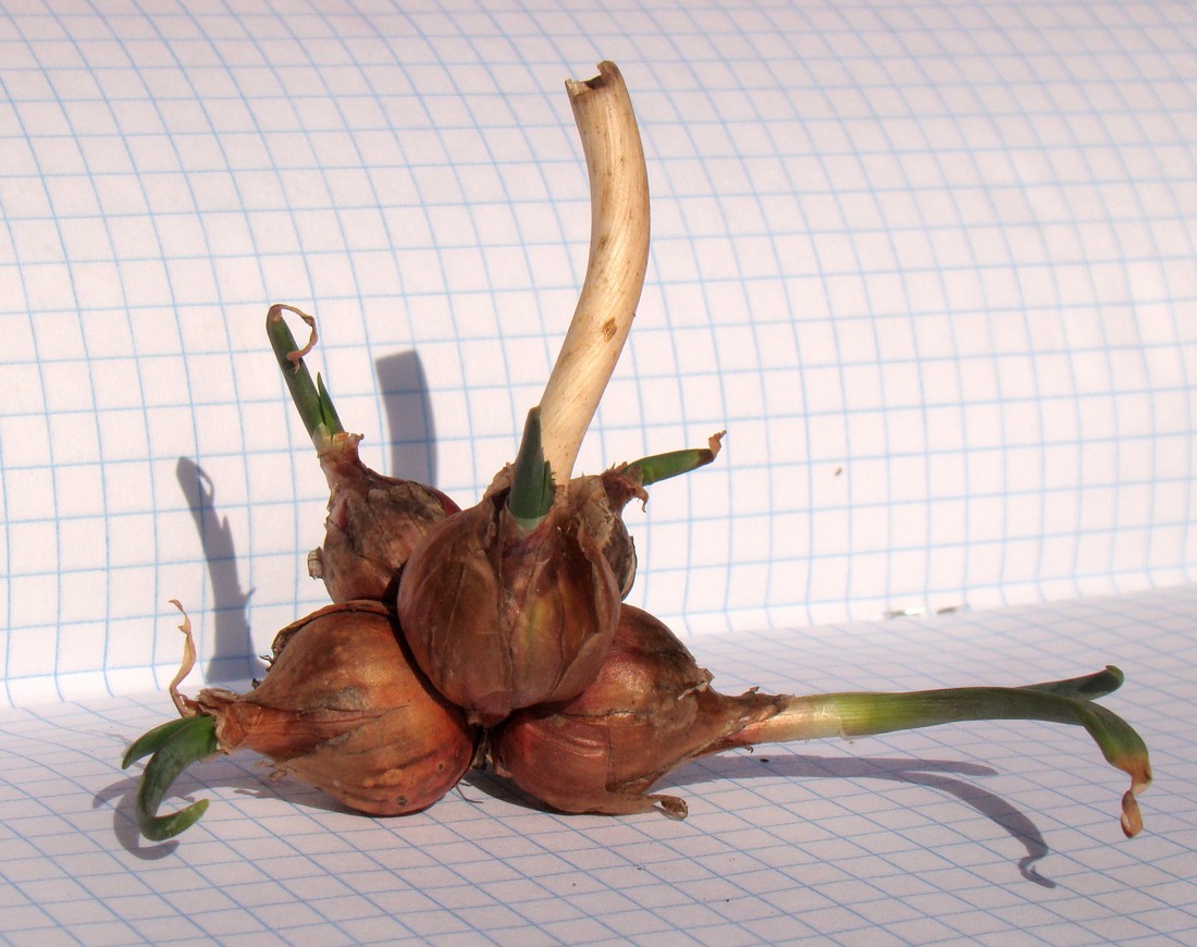 Image of Allium &times; proliferum specimen.