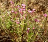 Thymus pallasianus