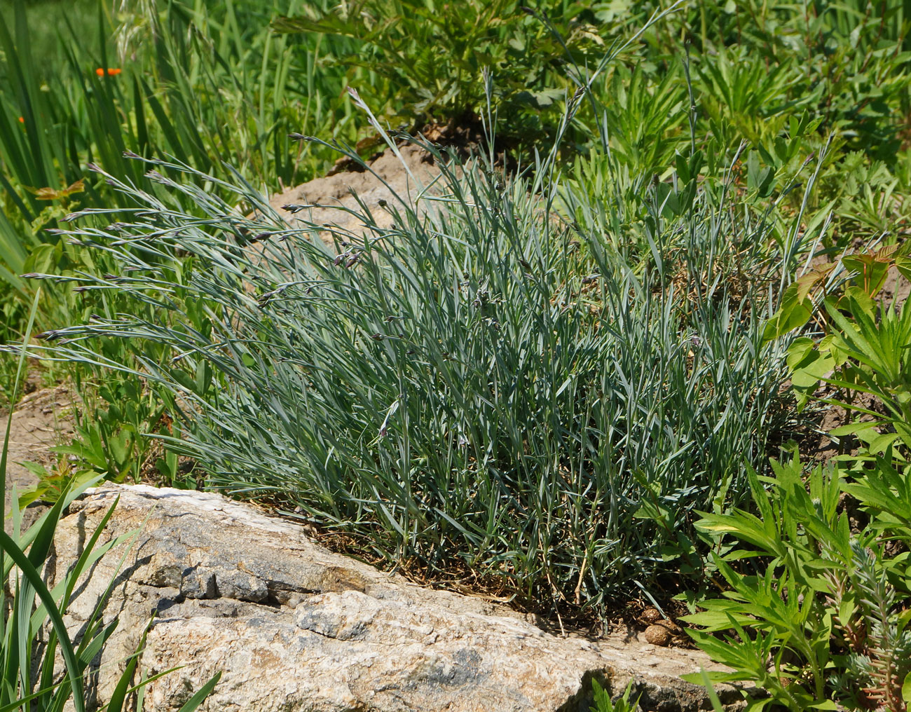 Изображение особи Dianthus plumarius.